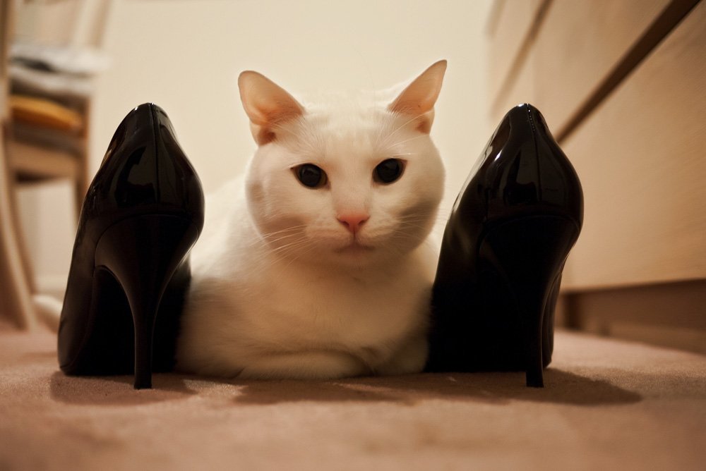 Чем убрать запах кошачьей мочи с обуви