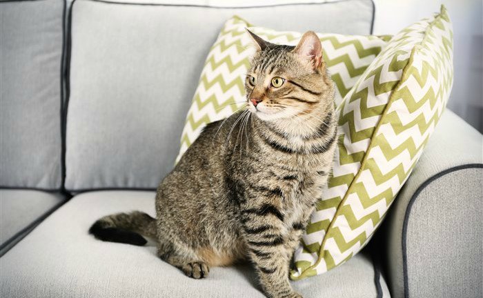 Как убрать запах кошачьей мочи с дивана
