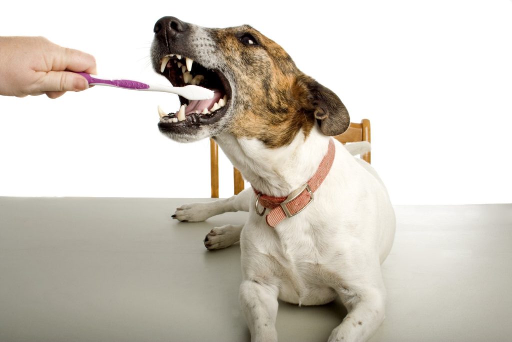 Как правильно чистить зубы собаке